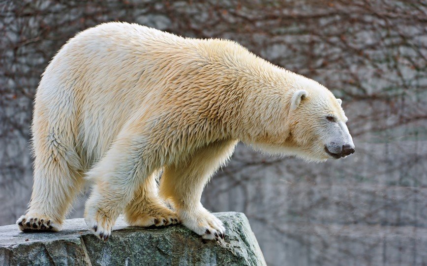 В московском зоопарке отметят День полярного медведя